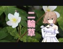 【さとうささら】二輪草（川中美幸）【CeVIO AIカバー】