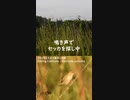 セッカの鳴き声＠多摩川