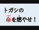 ウルトラファイト☆「トガシの命を燃やせ！」