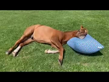 ディープインパクトと見るYogiboの使い方を覚えたアドマイヤジャパン