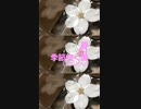 Chillout「季節吹く風 01 (きせつふくかぜ)」※春・01317-S
