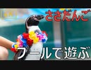 動物園の日常。Part.1～プールで遊ぶささだんご君