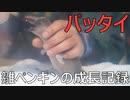 動物園の日常。Part.2～雛ペンギン「パッタイ」の成長記録