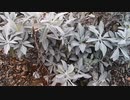 White Sage, Black Sage, and Sagebrush.