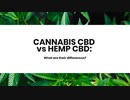 CANNABIS_CBD_vs_HEMP_CBD_What_are_their_differences