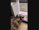 野良猫が子猫連れてきた。初めて見る子猫を見つめるアランとミナ①