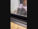子猫兄弟がエサの取り合いで威嚇してる所を見つめるアラン③