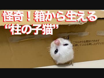 甘ったれ末っ子保護子猫、「柱の子猫」になる