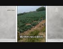 上海郊外の畑で腐る野菜 ・ 隔離政策で物流が崩壊
