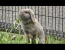 性懲りもなく、ウサギを眺める その2