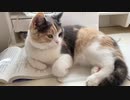 猫のはじめての変顔！