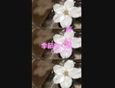 Chillout「季節吹く風 02 (きせつふくかぜ)」春・01318-S