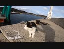 ぼっちなおっさんが猫島で調子に乗ると・・・！？【野良猫】【感動猫】