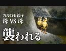 カルガモ親子が雛鳥と母に襲いかかる。子育て場所を追われる悲劇のカモ親子【カルガモ親子E組0520④】　#カルガモ親子　#カルガモ　#身近な生き物語