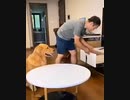 【賢いワンちゃん】