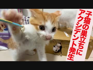 保護子猫の巣立ちの日にアクシデント発生