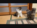 新入りの子猫からオラオラされる先住猫