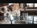 子猫に挑戦状わたしてみた結果。