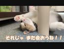 猫は何を考えているのかな？
