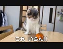 もしかして猫って・・・
