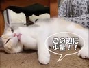 猫はマタタビも効果。