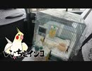 小鳥の病院へ通院中の様子（2022年5月13日）