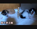 初めて耳かきに成功した子猫『嬉しくて鳴いちゃった』