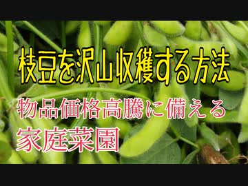 枝豆を沢山収穫する方法 摘芯と断根 ニコニコ動画