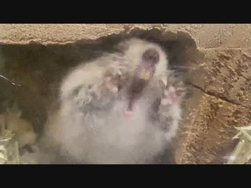 出せオラァ！！！