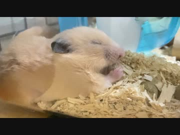 眠気まなこで食事