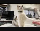猫のお手練習・・・