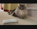 俊敏な子猫がレーザーを追いかけまわす