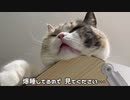 猫のよだれ