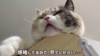 猫のよだれ