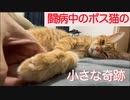 闘病中のボス猫、悪化のさなかで見せた小さな奇跡