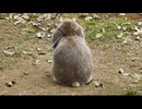 性懲りもなく、ウサギを眺める その4