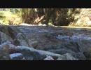 Nature Sound Video【作業用BGM】