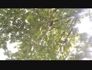 夏の風物詩 - セミの鳴き声【作業用BGM】