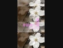 Chillout「季節吹く風 04 (きせつふくかぜ)」※春・01320-S