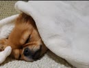 うとうと犬