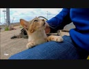 漁港に子猫がいたのでナデナデすると懐いて擦り寄ってきた