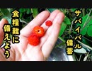 【ぴ】９０％の人が知らない食べられる果実　木苺ジャムを作ってサバイバル備蓄していこう　自給自足