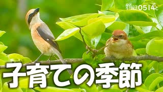 0514C【小さな捕食者モズの親子】身近な野鳥たちが子育ての季節【野鳥撮影】　#モズ　#野鳥　#身近な生き物語