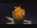 タイムラプス　庭にあったタンポポ咲かせてみた　Blooming flower Timelapse Dandelion