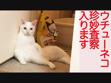 闘病甘ったれボス猫、ウチューネコの査察を受ける