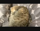 ありがとう…そしてさようなら…コタツ…