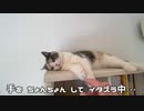 猫にイタズラ中・・・