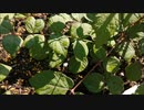 ２０２２年の第一弾！お待たせいたしました、タラの木（Wild plants  Aralia elata）の成長！今年はタラの芽を収穫＆食べてみた！俺はやっぱりたらの芽は天ぷらよりも茹でた方が美味しい。