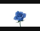 FLOWER / 稜太