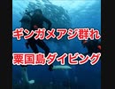 粟国島ダイビング・ギンガメアジ群れ